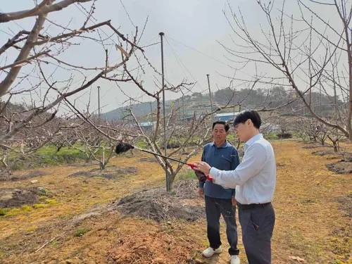 이상기온 대비, 화순군 과수 저온피해 예방 총력