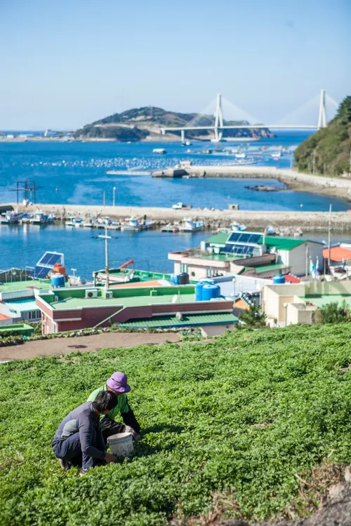 여수 거문도 해풍쑥, 2월 중순부터 봄 향기 본격 출하