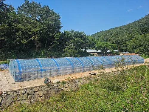 여수시, 돌산갓 명품화에 5억 투자…생산기반 전면 강화