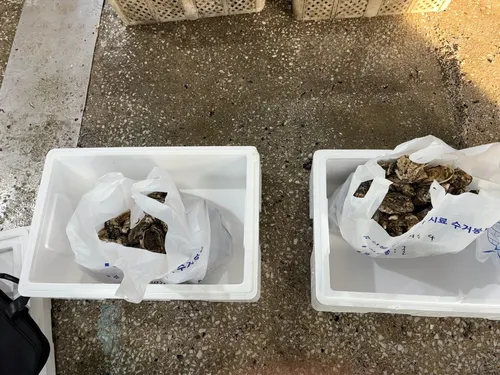 여수시, 수산물 안전성 조사 강화로 청정 어항 도모